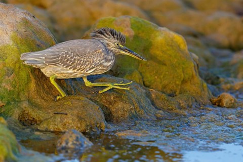 Animals, birds, heron, mangrove heron, (Butorides striatus), foraging in biotope, Quarayyat,