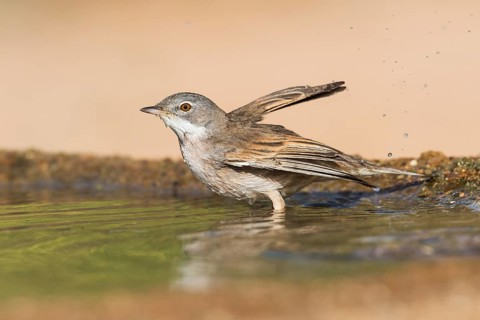 Common Whitethroat (Sylvia communis) male bathing, Eilat, Israel