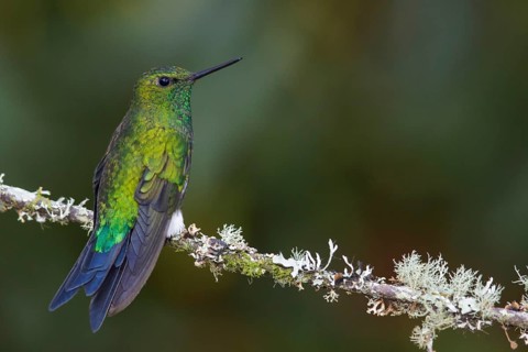 Coppery-bellied Puffleg (Eriocnemis cupreoventris) perched on a branch in the mountains of
