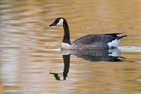 Canada Goose, Branta canadensis, Bernache du Canada, Barnacla Canadiense, Luisenpark, Mannheim,
