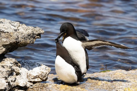 Razorbill (Alca torda) pair mating on a cliff, Gotland, Sweden