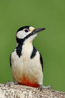 Great spotted woodpecker (Dendrocopos major) female sitting on a birch trunk, Animals, Birds,