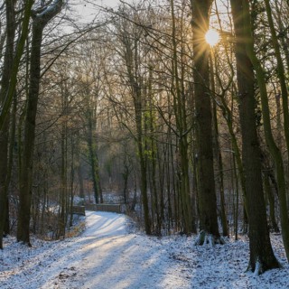 Path through deciduous forest with snow, sun star, Beversee nature reserve, Bergkamen, Ruhr area,