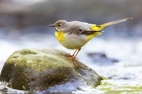 Grey wagtail (Motacilla cinerea), Bergeronnette des ruisseaux, Lavandera Cascadeña, mountain