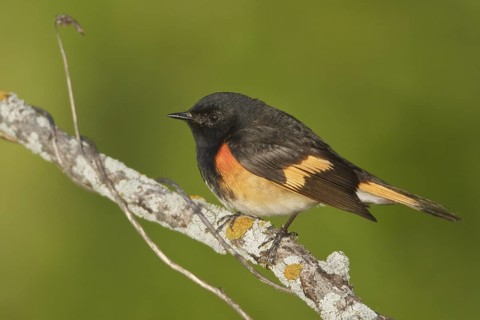 American Redstart (Setophaga ruticilla) male, Manitoba, Canada