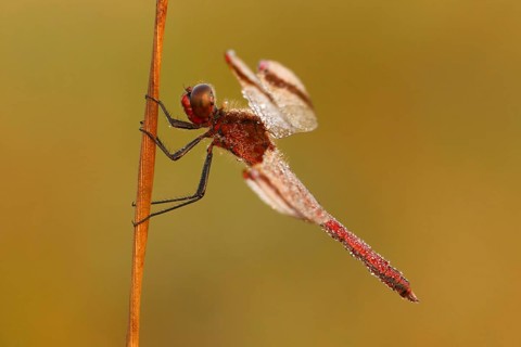 Bandheidelibel wachtend op de eerste zonnestralen, Banded darter waiting for sun