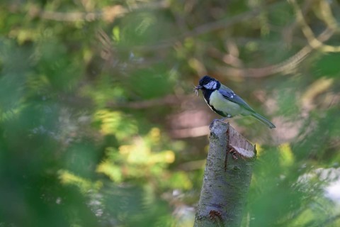 Great tit (Parus major), with insect in beak, Germany