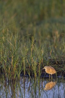 Squacco heron, heron, animals, birds, biotope, foraging, (Ardeola ralloides), Lesbos, Greece