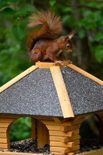Eurasian red squirrel (Sciurus vulgaris), sitting on a bird feeder, Stuttgart, Baden-Württemberg,