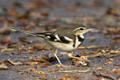 Forest Wagtail (Dendronanthus indicus), Penang, Malaysia