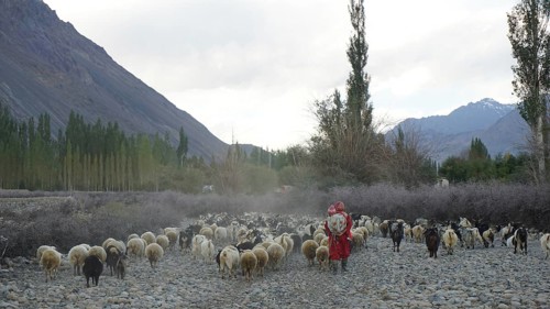 Herd of sheep (ovis) in the Nubra valley with sheep and shepherdess with child in a mountainous