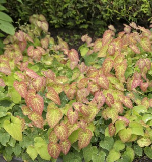 Fairy flower (Epimedium × perralchicum 'Frohnleiten'), Tuinen van Appeltern, Netherlands