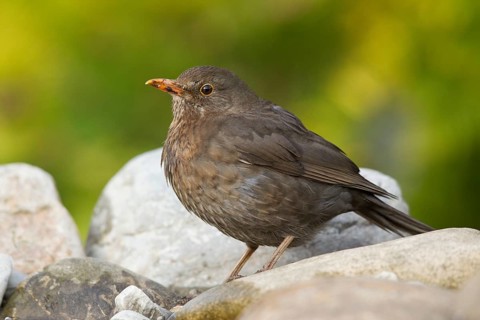 Common Blackbird (Turdus merula) female perched on a stone, Bavaria, Germany