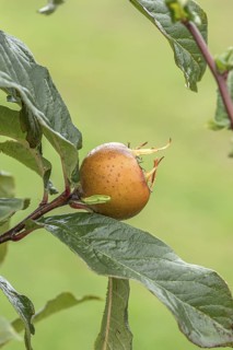 Common medlar (Mespilus germanica 'Holländische Grossfrüchtige'), Bundessortenamt Prüfstelle Wurz,