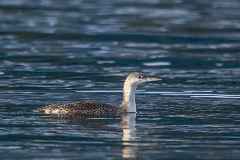 Red-throated Loon (Gavia stellata), Carinthia, Austria