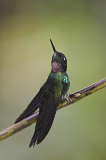 Tourmaline Sunangel (Heliangelus exortis), Ecuador