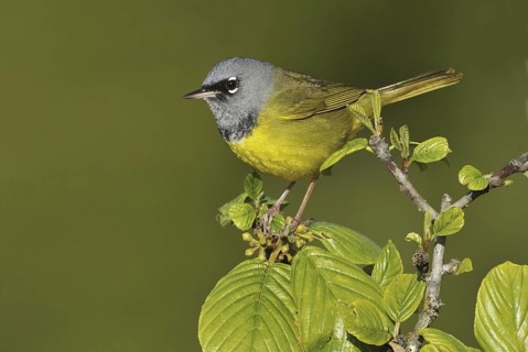 MacGillivray's Warbler (Geothlypis tolmiei), British Columbia, Canada