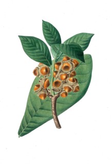Oak, Quercus grandifolia, Magnolia-leaved oak, tree, digitally enhanced reproduction of an original