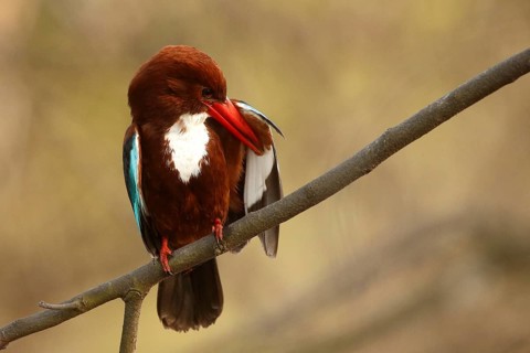 White-throated Kingfisher (Halcyon smyrnensis) preening, Rajasthan, India