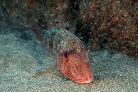 Striped barbel (Mullus surmuletus)