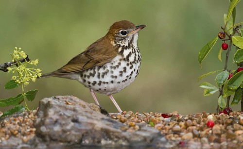 Wood Thrush (Hylocichla mustelina) perched on the ground, Texas, USA
