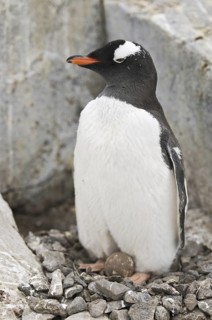 Gentoo Penguin (Pygoscelis papua), Antarctica