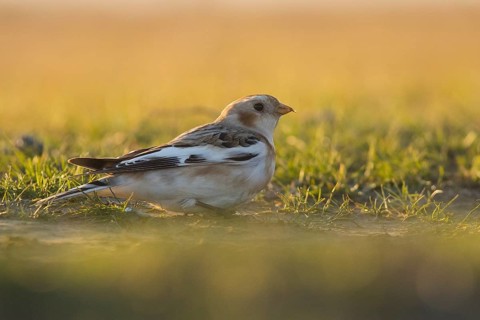 Snow Bunting (Plectrophenax nivalis) perched on the ground, Hortobagy, Hungary