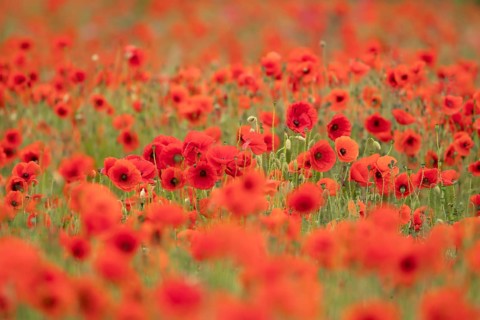 Common field poppy (Papaver rhoeas) wildflower field of red poppies in summer, England, United