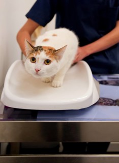 A curious calico cat sits calmly on the examination table while a veterinarian gently holds it for