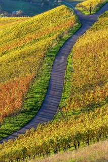 A winding path through colourful vineyards in an autumnal landscape under a sunny sky,