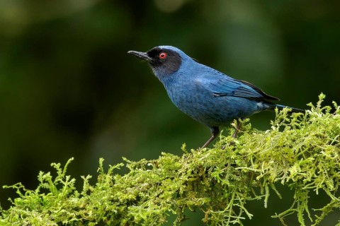 Masked Flowerpiercer (Diglossopis cyanea) perched on a branch in the Andes Mountains of Colombia