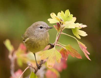 Orange-crowned Warbler, Oreothlypis celata, perched on a blackcurrant bush, in the Autumn in