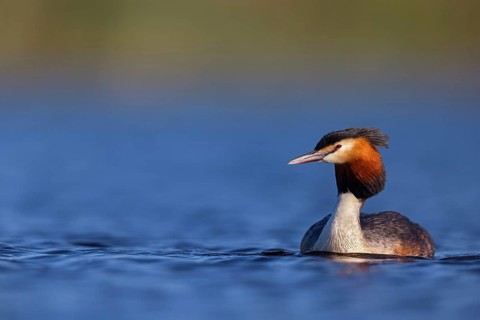 Great Crested Grebe, (Podiceps Scalloped ribbonfish), an animal, floating on the lake, water body,