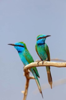 Emerald Bee-eater, (Merops orientalis), animal, animals, bird, birds, bee-eater, perch, two, pair