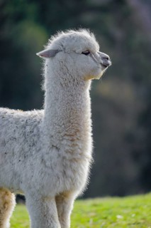 One young white Alpaca (Vicugna pacos) stands on a green meadow . A forest is in the distant