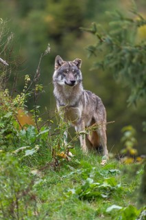 One eurasian gray wolf (Canis lupus lupus) standing in green vegetation. Some fall colours in the