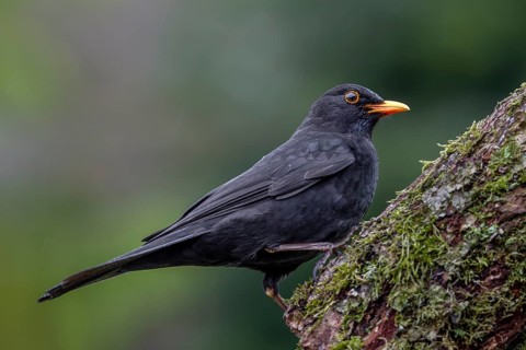 The male blackbird (Turdus merula) is completely black, only the eyes have a yellow eye ring and an