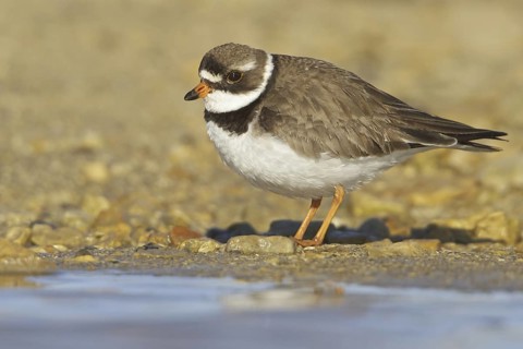 Semipalmated Plover (Charadrius semipalmatus), Manitoba, Canada
