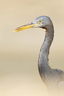 Pacific Reef Heron (Egretta sacra), Queensland, Australia