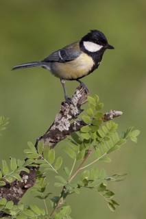 Great Tit (Parus major) male, St. Gallen, Switzerland