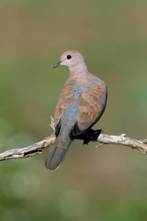 Palmtortel, Laughing Dove, Streptopelia senegalensis