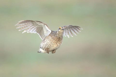 Sharp-tailed Grouse (Tympanuchus phasianellus) flying, Colorado, USA