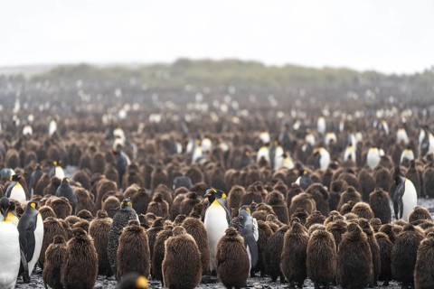 King penguins (Aptenodytes patagonicus), breeding colony with numerous brown chicks and adults,