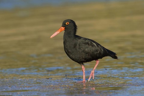 Sooty Oystercatcher (Haematopus fuliginosus), Queensland, Australia