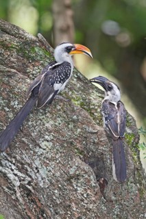 Von der Decken's Hornbill (Tockus deckeni) pair, Lake Baringo, Kenya