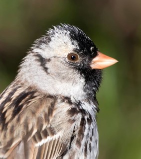 Harris's Sparrow, Zonotrichia querula, portrait, in Saskatoon, Saskatchewan, Canada
