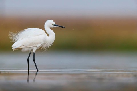 Little egret foraging, (Egretta garzetta) Salalah, Raysut, Dhofar, Oman