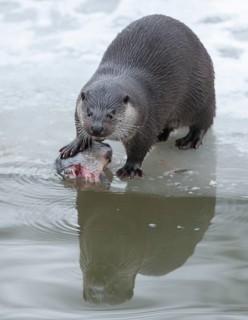 Otter (Lutra lutra) with prey fish at a partly frozen pond, snow, Germany