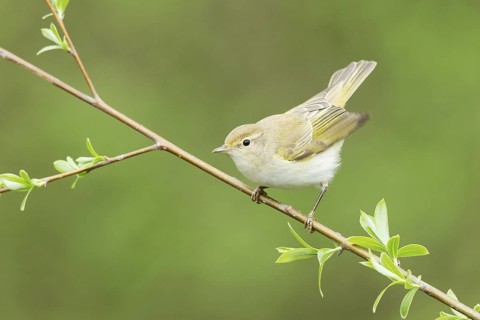 Western Bonelli's Warbler (Phylloscopus bonelli), Liechtenstein