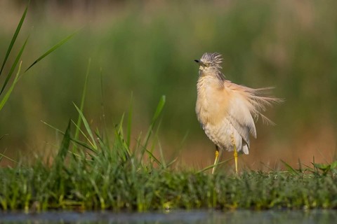 Squacco Heron (Ardeola ralloides), Pusztaszer, Hungary